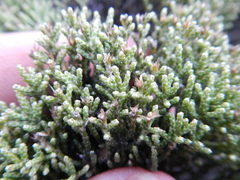 Dolichothrix ericoides