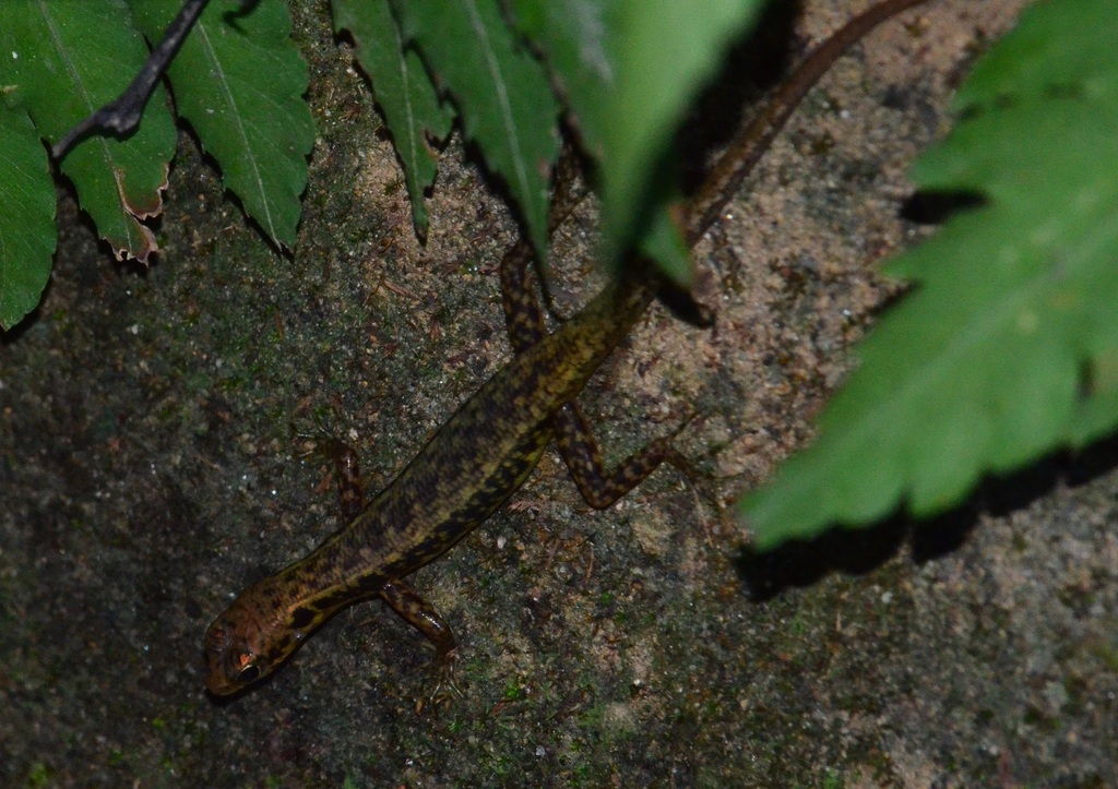 Selangor Forest Skink