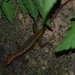 Selangor Forest Skink - Photo (c) tansh91, some rights reserved (CC BY-NC), uploaded by tansh91