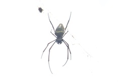 Trichonephila antipodiana