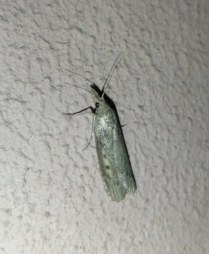 vijačka Zellerova (Lamoria zelleri)
