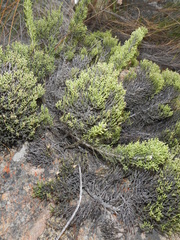 Dolichothrix ericoides