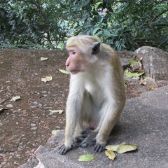 Macaca sinica
