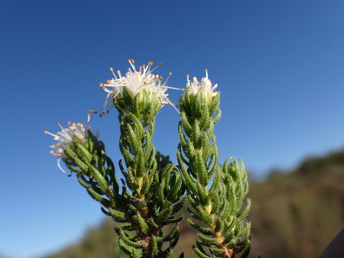 Woolly Buchu (Agathosma sp13)