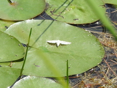 Parapoynx allionealis