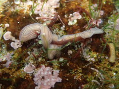 Baseodiscus delineatus