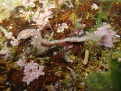 Baseodiscus delineatus