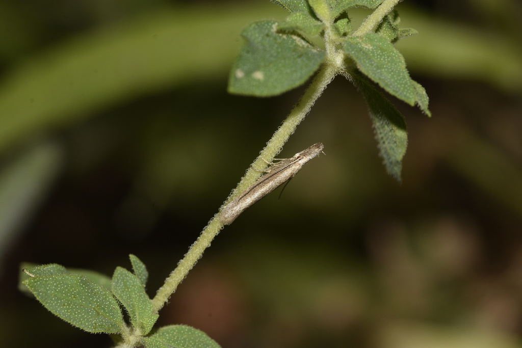 Pleurota contristatella