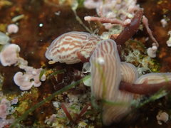 Baseodiscus delineatus