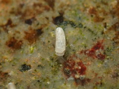 Caecum orcutti