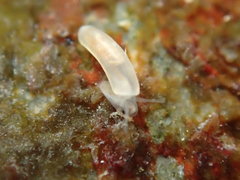 Caecum orcutti