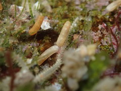 Caecum californicum