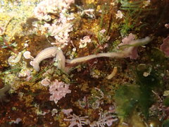 Baseodiscus delineatus