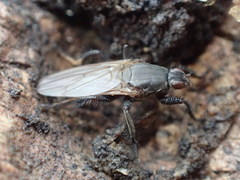 Coelopidae