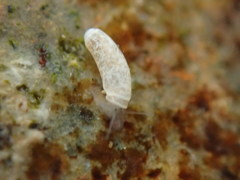 Caecum orcutti