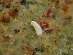 Caecum orcutti