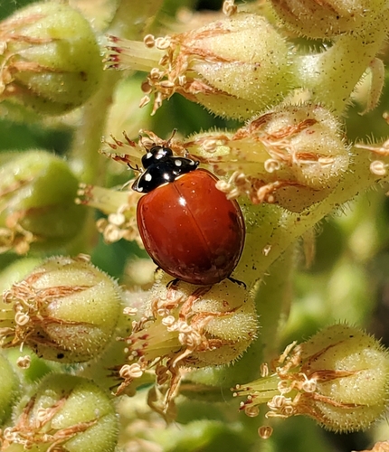 Spotless Lady Beetle photo 3