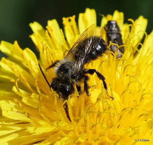iNaturalist observation photo of Mason Bees