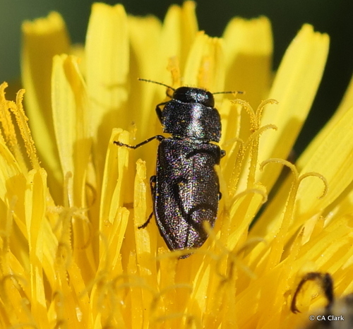 iNaturalist observation photo of Dandelion Anthaxia Beetle