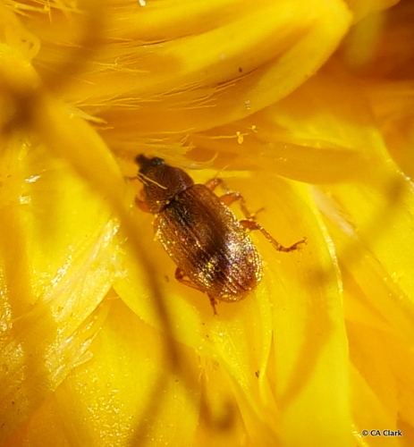 iNaturalist observation photo of Snout and Bark Beetles