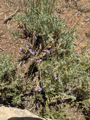 Image of Penstemon linarioides by (c) Matthew Gerke, some rights reserved (CC BY)