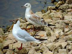 Chroicocephalus ridibundus