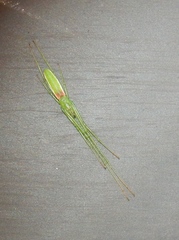 Tetragnatha viridis