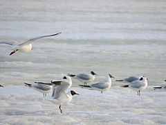 Chroicocephalus ridibundus