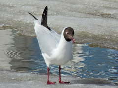 Chroicocephalus ridibundus