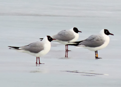 Chroicocephalus ridibundus