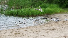 Chroicocephalus ridibundus