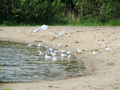Chroicocephalus ridibundus