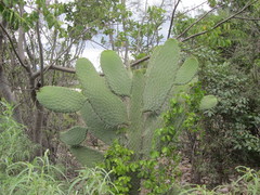 Consolea moniliformis