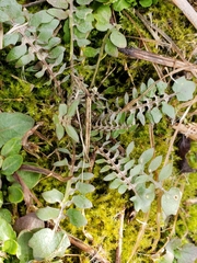 Planodes virginicum