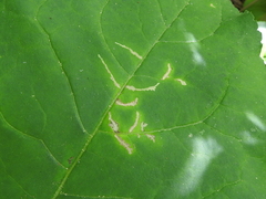 Scrobipalpula manierreorum