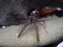 Betaeus longidactylus