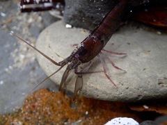 Betaeus longidactylus