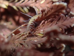 Amblyosyllis