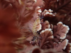 Amblyosyllis