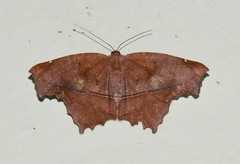 Eutomopepla