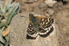 Spialia