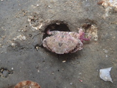 Cycloxanthops novemdentatus