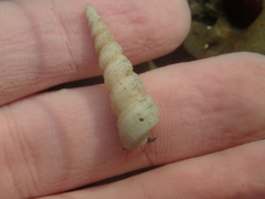 Turritella cooperi