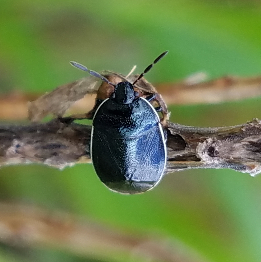 White-margined Burrower Bug from Patuxent Research Refuge on June 24 ...