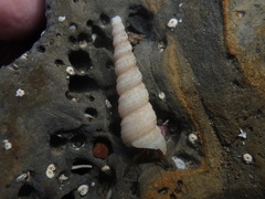 Turritella cooperi