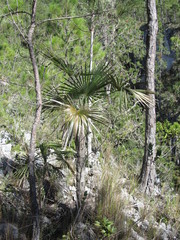 Coccothrinax argentea