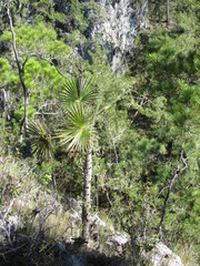 Coccothrinax argentea