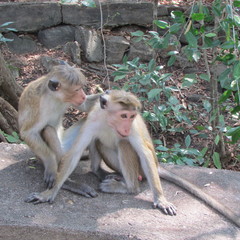 Macaca sinica