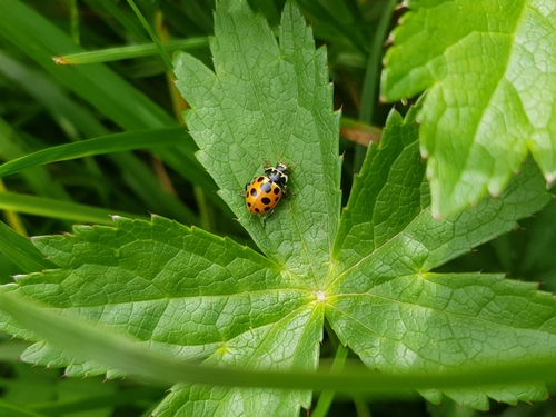 Notated Lady Beetle, Bușteni, Rumänien, photo 9 of 10