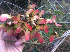 Heteropterys palmeri